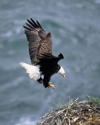 481px-Haliaeetus leucocephalus2