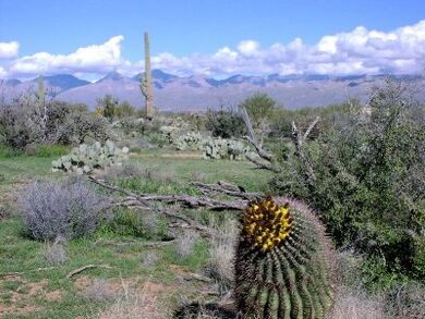 Saguaro1