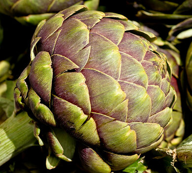 Artichoke