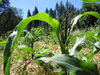 Corn stalks