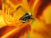 Macro 2 of bee inside a Day Lily