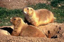 Prairie-dog1