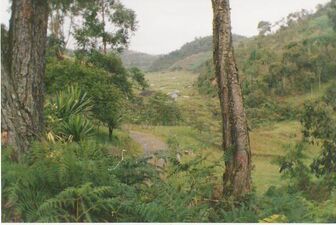 Bosque andino colombiano antioquia