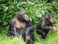 Cheser Zoo, England