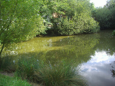 Hadley Green pond
