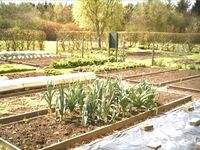 Growing and gardening UK