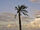 Lonsome palmtree.jpg