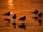 Flock of five Mew Gulls at sunset, shown in silhouette on the golden wet sand.jpg