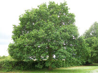 1. English Oak (Quercus robur)