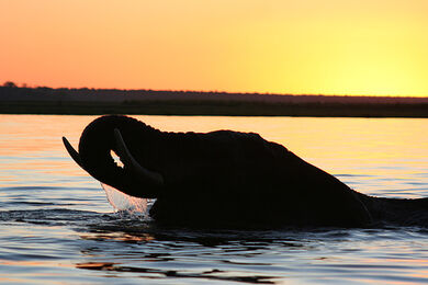 Elephant sunset