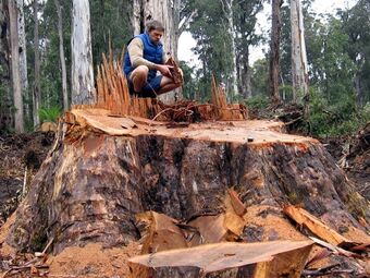 Brown Mountain stump