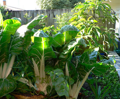 My Vege Patch