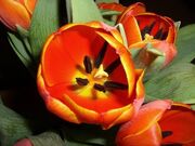 Tulip closeup1