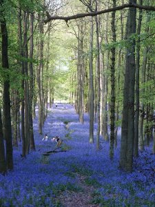 Bluebell1