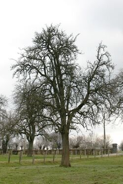Birnbaum