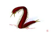 Ōmukade
