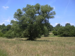 Kälberau