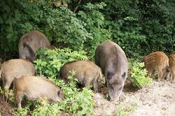 Wildschweinfamilie
