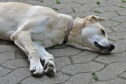 Alter Hund
