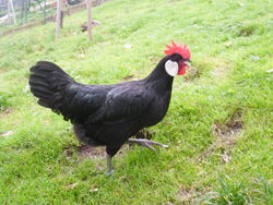Schwarze Henne