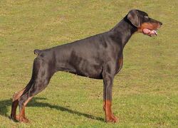 Dobermann