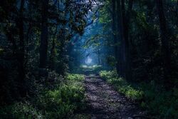 Brieselanger Licht