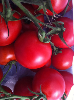 Tomaten