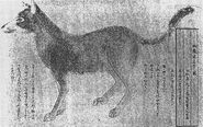 Kudagitsune