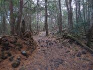 Aokigahara 6