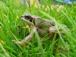 Frosch