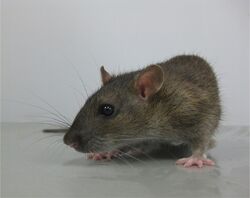 Gefährliche Ratte