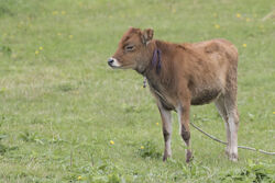 Jerseykalb