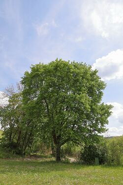 Willinger Tal