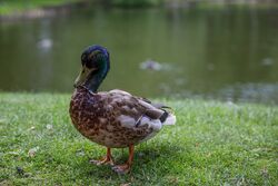 Ente