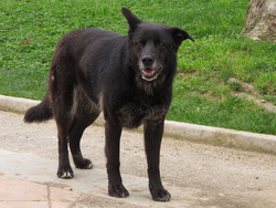 Schwarzer Hund