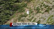 Angebliche Meldung des Goatmans