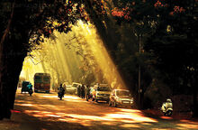 Aarey Road