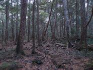 Aokigahara 16