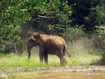 Elefant