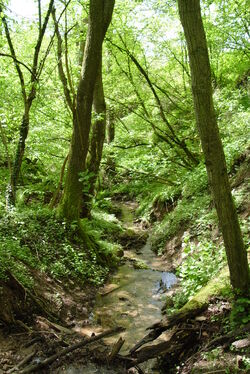 Haibach