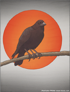 Yataragasu