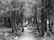 Bruce Trail