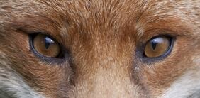 Fuchs