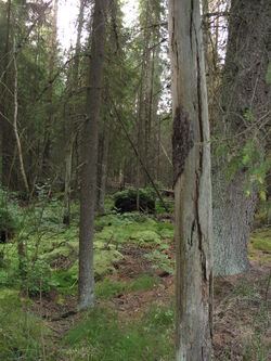 Wallerer Wälder