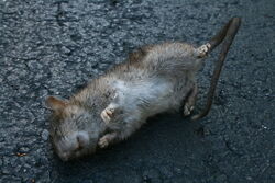 Tote Ratte