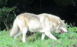 Wolf