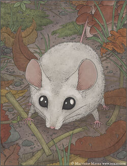 Kodama nezumi