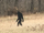 Bigfoot