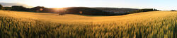 Feld des Kornwucherers