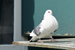Weiße Taube